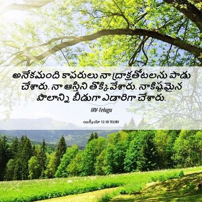 Picture 06 - యిర్మీయా 12:10 TELIRV - అనేకమంది కాపరులు - Bible Verse Picture