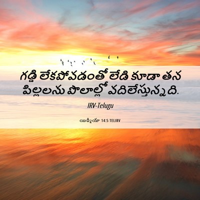 Picture 06 - యిర్మీయా 14:5 TELIRV - గడ్డి లేకపోవడంతో - Bible Verse Picture