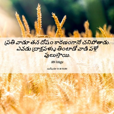 Picture 06 - యిర్మీయా 31:30 TELIRV - ప్రతి వాడూ తన దోషం - Bible Verse Picture