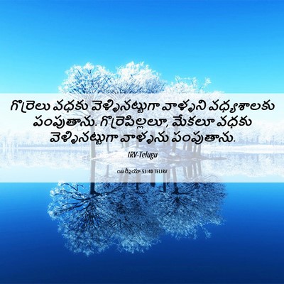 Picture 06 - యిర్మీయా 51:40 TELIRV - గొర్రెలు వధకు - Bible Verse Picture