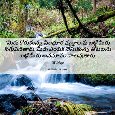 Picture 06 - యెషయా 1:29 TELIRV - “మీరు కోరుకున్న - Bible Verse Picture