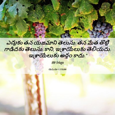 Picture 06 - యెషయా 1:3 TELIRV - ఎద్దుకు తన యజమాని - Bible Verse Picture