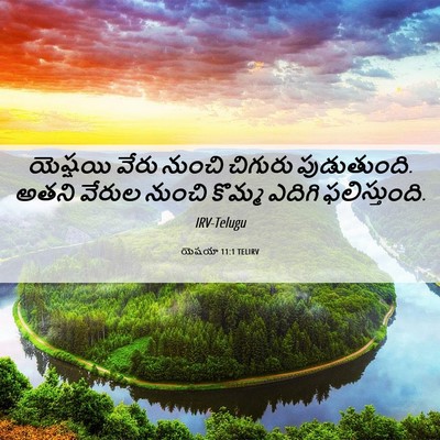 Picture 06 - యెషయా 11:1 TELIRV - యెష్షయి వేరు - Bible Verse Picture