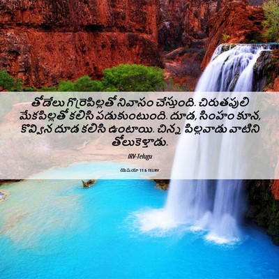 Picture 06 - యెషయా 11:6 TELIRV - తోడేలు - Bible Verse Picture