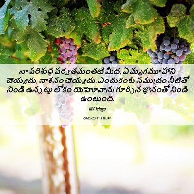 Picture 06 - యెషయా 11:9 TELIRV - నా పరిశుద్ధ - Bible Verse Picture