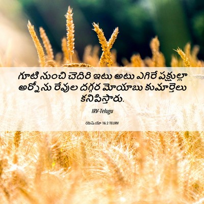 Picture 06 - యెషయా 16:2 TELIRV - గూటి నుంచి చెదిరి - Bible Verse Picture