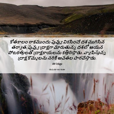 Picture 06 - యెషయా 18:5 TELIRV - కోతకాలం రాకముందు - Bible Verse Picture