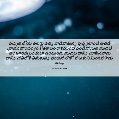 Picture 06 - యెషయా 28:4 TELIRV - పచ్చని లోయ తలపై - Bible Verse Picture
