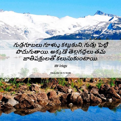 Picture 06 - యెషయా 34:15 TELIRV - గుడ్లగూబలు గూళ్ళు - Bible Verse Picture