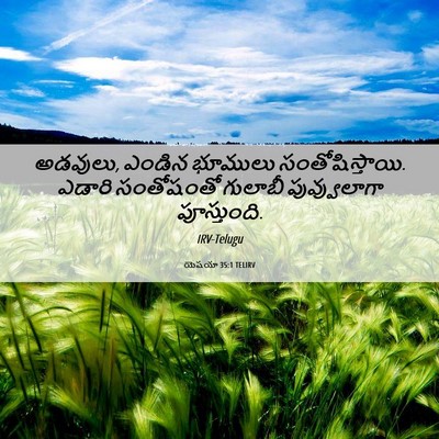 Picture 06 - యెషయా 35:1 TELIRV - అడవులు, ఎండిన - Bible Verse Picture