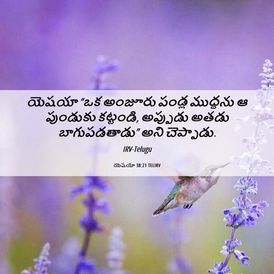 Picture 06 - యెషయా 38:21 TELIRV - యెషయా “ఒక అంజూరు - Bible Verse Picture