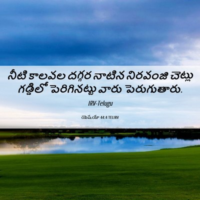 Picture 06 - యెషయా 44:4 TELIRV - నీటి కాలవల దగ్గర - Bible Verse Picture