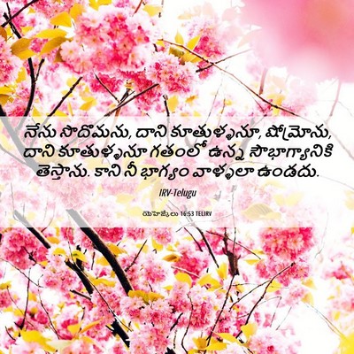 Picture 06 - యెహెజ్కేలు 16:53 TELIRV - నేను సొదొమను, దాని - Bible Verse Picture
