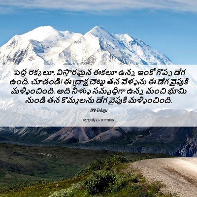 Picture 06 - యెహెజ్కేలు 17:7 TELIRV - పెద్ద రెక్కలూ, - Bible Verse Picture