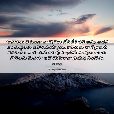 Picture 06 - యెహెజ్కేలు 34:8 TELIRV - “కాపరులు లేకుండా - Bible Verse Picture
