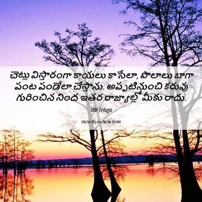 Picture 06 - యెహెజ్కేలు 36:30 TELIRV - చెట్లు విస్తారంగా - Bible Verse Picture
