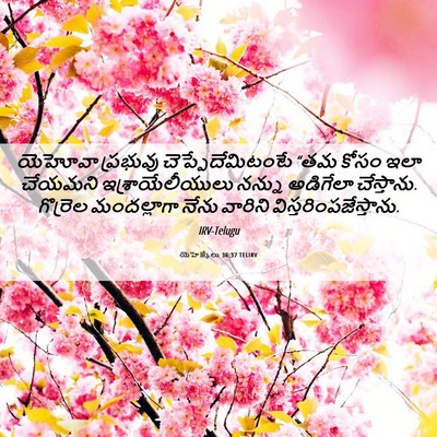 Picture 06 - యెహెజ్కేలు 36:37 TELIRV - యెహోవా ప్రభువు - Bible Verse Picture