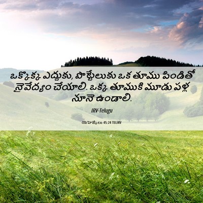 Picture 06 - యెహెజ్కేలు 45:24 TELIRV - ఒక్కొక్క ఎద్దుకు, - Bible Verse Picture