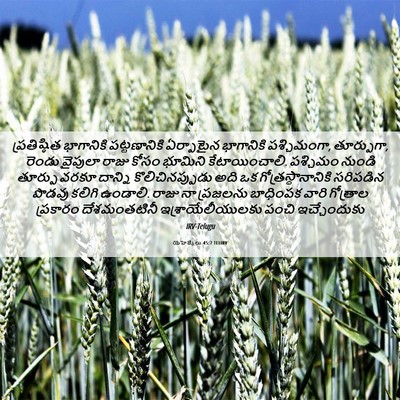 Picture 06 - యెహెజ్కేలు 45:7 TELIRV - ప్రతిష్ఠిత - Bible Verse Picture