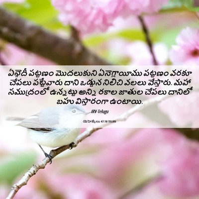 Picture 06 - యెహెజ్కేలు 47:10 TELIRV - ఏన్గెదీ పట్టణం - Bible Verse Picture