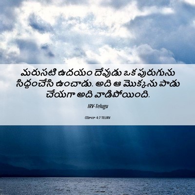 Picture 06 - యోనా 4:7 TELIRV - మరుసటి ఉదయం - Bible Verse Picture