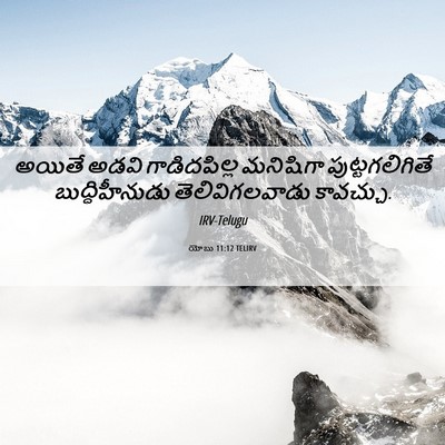 Picture 06 - యోబు 11:12 TELIRV - అయితే అడవి - Bible Verse Picture