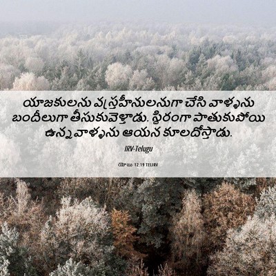 Picture 06 - యోబు 12:19 TELIRV - యాజకులను - Bible Verse Picture