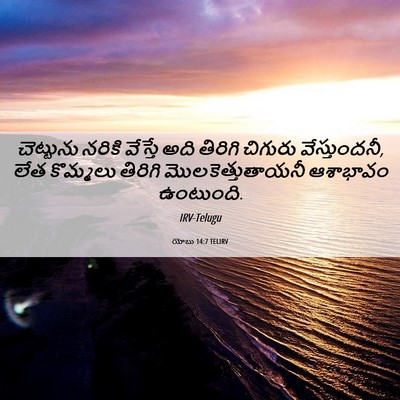 Picture 06 - యోబు 14:7 TELIRV - చెట్టును నరికి - Bible Verse Picture