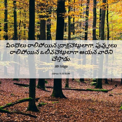 Picture 06 - యోబు 15:33 TELIRV - పిందెలు రాలిపోయిన - Bible Verse Picture