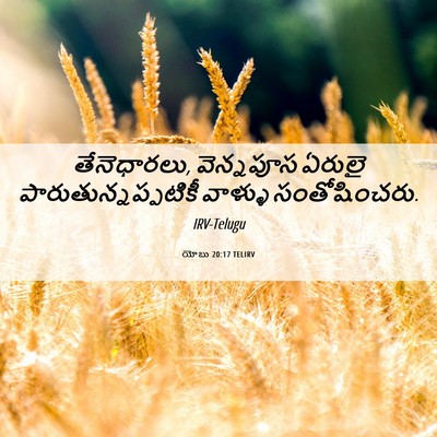 Picture 06 - యోబు 20:17 TELIRV - తేనెధారలు, - Bible Verse Picture