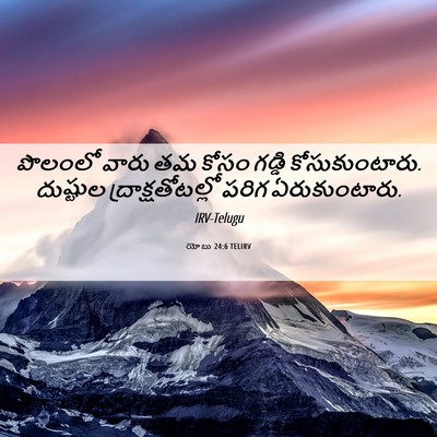 Picture 06 - యోబు 24:6 TELIRV - పొలంలో వారు తమ - Bible Verse Picture