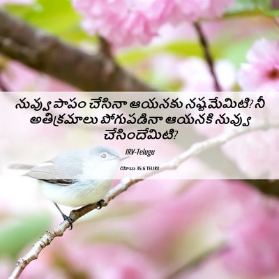 Picture 06 - యోబు 35:6 TELIRV - నువ్వు పాపం - Bible Verse Picture