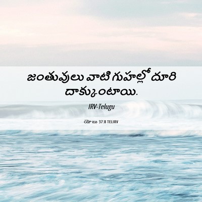 Picture 06 - యోబు 37:8 TELIRV - జంతువులు వాటి - Bible Verse Picture