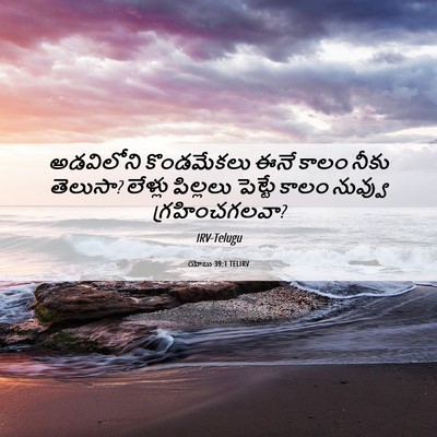 Picture 06 - యోబు 39:1 TELIRV - అడవిలోని - Bible Verse Picture