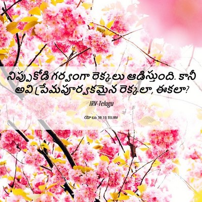 Picture 06 - యోబు 39:13 TELIRV - నిప్పుకోడి - Bible Verse Picture