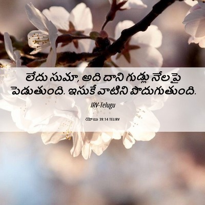 Picture 06 - యోబు 39:14 TELIRV - లేదు సుమా, అది దాని - Bible Verse Picture