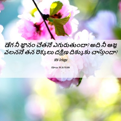 Picture 06 - యోబు 39:26 TELIRV - డేగ నీ జ్ఞానం - Bible Verse Picture