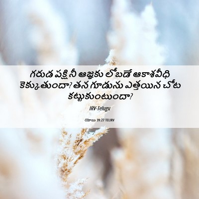 Picture 06 - యోబు 39:27 TELIRV - గరుడ పక్షి నీ - Bible Verse Picture