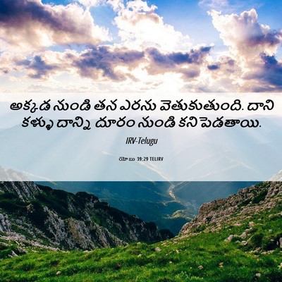 Picture 06 - యోబు 39:29 TELIRV - అక్కడ నుండి తన - Bible Verse Picture