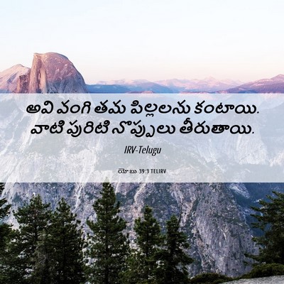 Picture 06 - యోబు 39:3 TELIRV - అవి వంగి తమ - Bible Verse Picture
