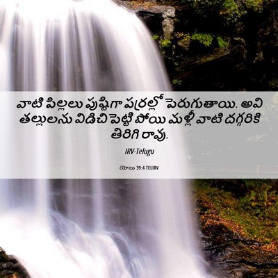Picture 06 - యోబు 39:4 TELIRV - వాటి పిల్లలు - Bible Verse Picture