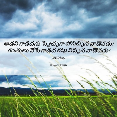 Picture 06 - యోబు 39:5 TELIRV - అడవి గాడిదను - Bible Verse Picture