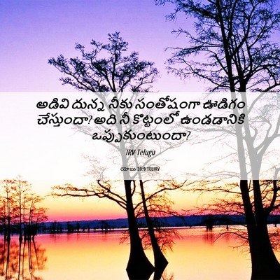 Picture 06 - యోబు 39:9 TELIRV - అడివి దున్న నీకు - Bible Verse Picture