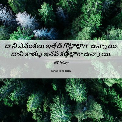 Picture 06 - యోబు 40:18 TELIRV - దాని ఎముకలు - Bible Verse Picture