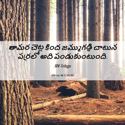 Picture 06 - యోబు 40:21 TELIRV - తామర చెట్ల కింద - Bible Verse Picture