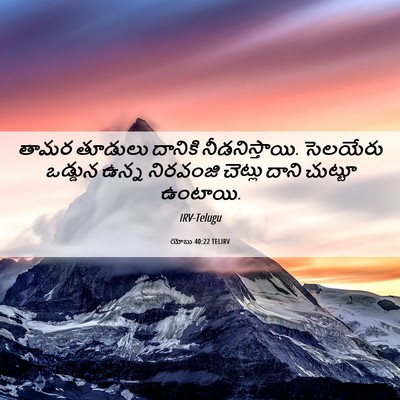 Picture 06 - యోబు 40:22 TELIRV - తామర తూడులు - Bible Verse Picture