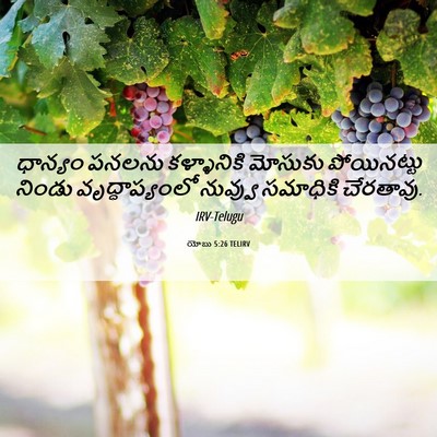 Picture 06 - యోబు 5:26 TELIRV - ధాన్యం పనలను - Bible Verse Picture