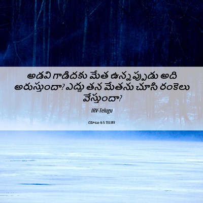 Picture 06 - యోబు 6:5 TELIRV - అడవి గాడిదకు మేత - Bible Verse Picture