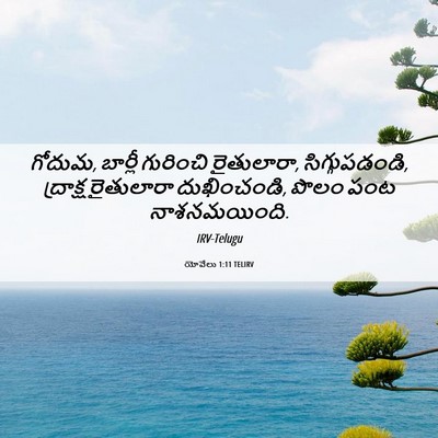 Picture 06 - యోవేలు 1:11 TELIRV - గోదుమ, బార్లీ - Bible Verse Picture