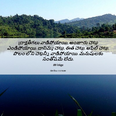 Picture 06 - యోవేలు 1:12 TELIRV - ద్రాక్షతీగలు - Bible Verse Picture